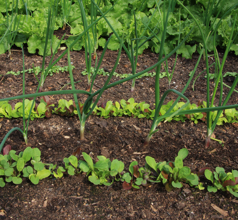 co-cropping